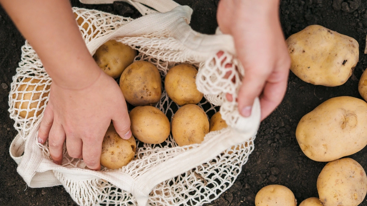 Bullet legislature chicken